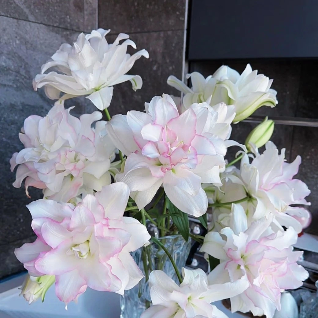 【冰美人重瓣百合】全场两单及以上顺丰冷链包邮