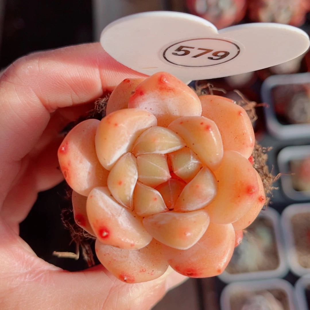 579号小老桩糖心单头