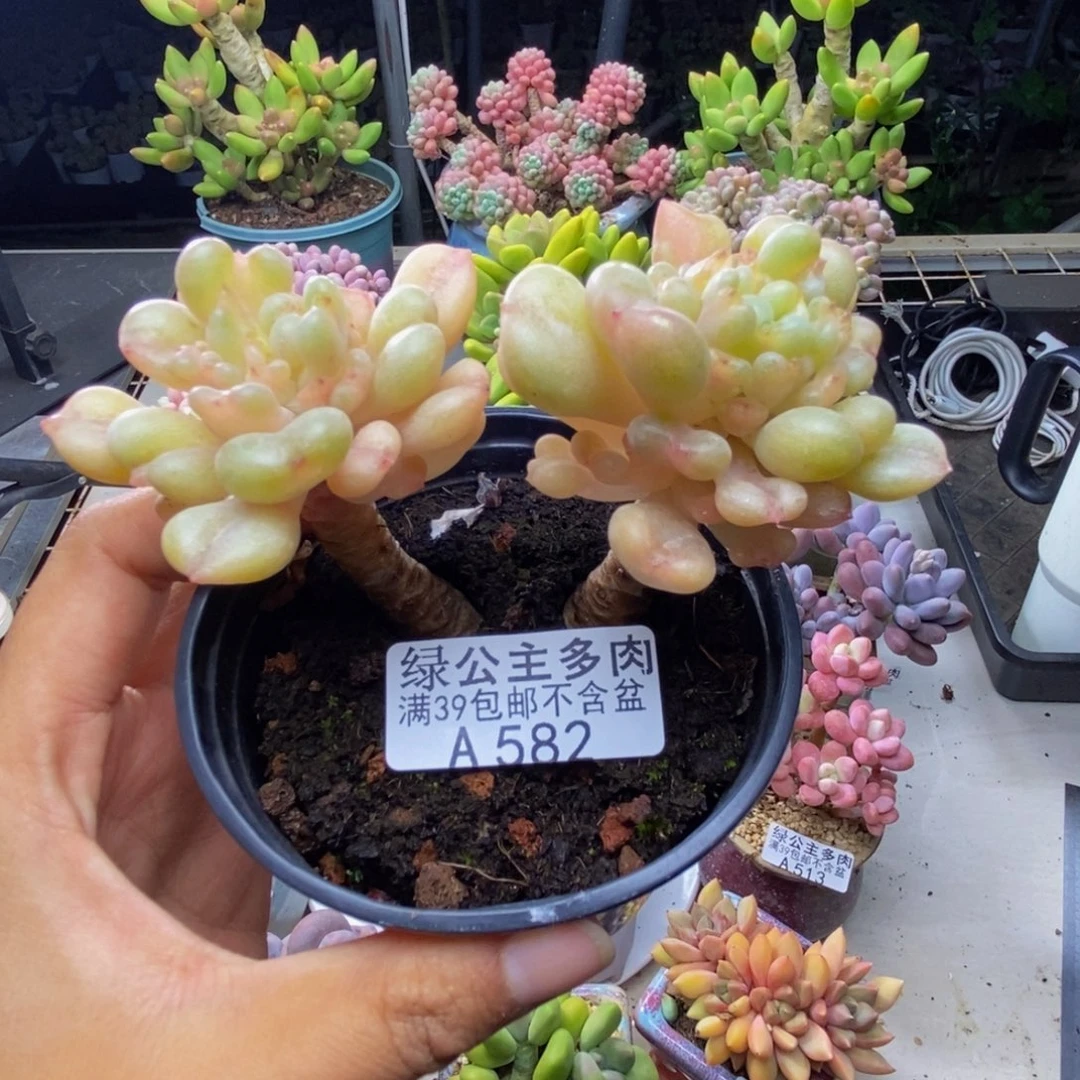 582比尔盖茨多肉7c m