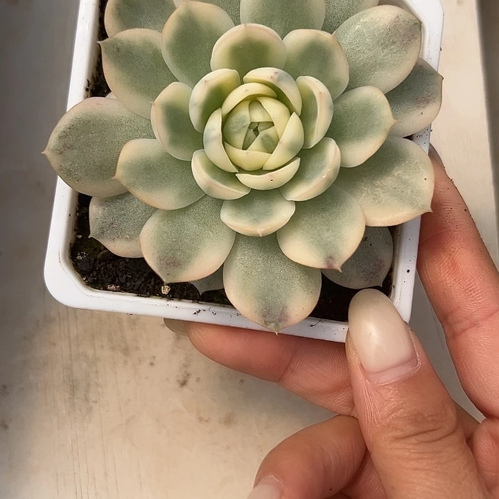 韩水晶锦多肉植物