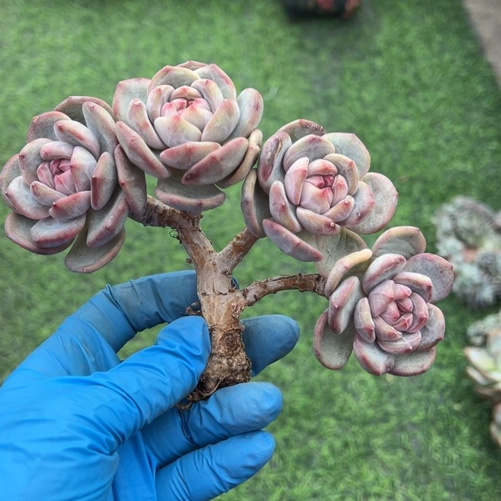 突尼斯小树啊啊啊啊