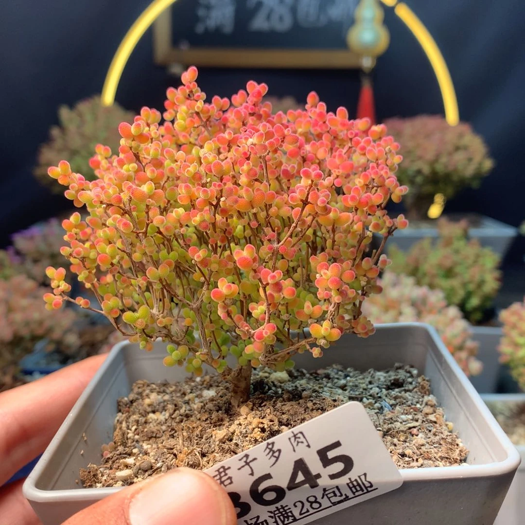 645蜜橘。
