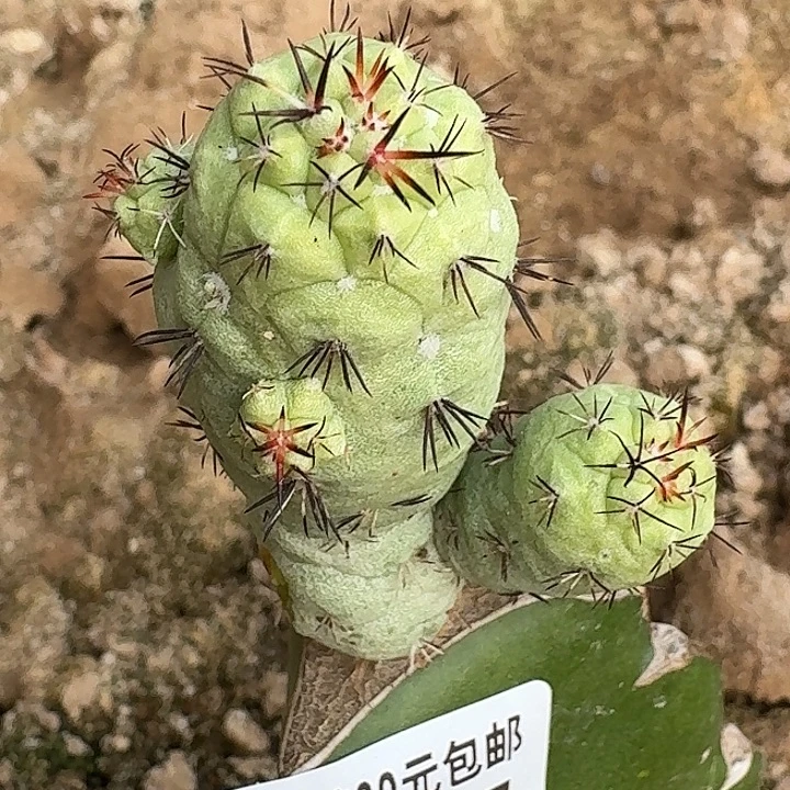 无花朵帝王丸475仙人球