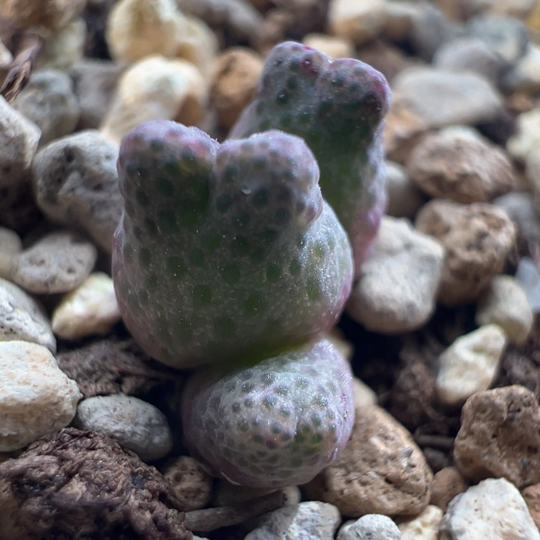 117。 955d斑马一秒。