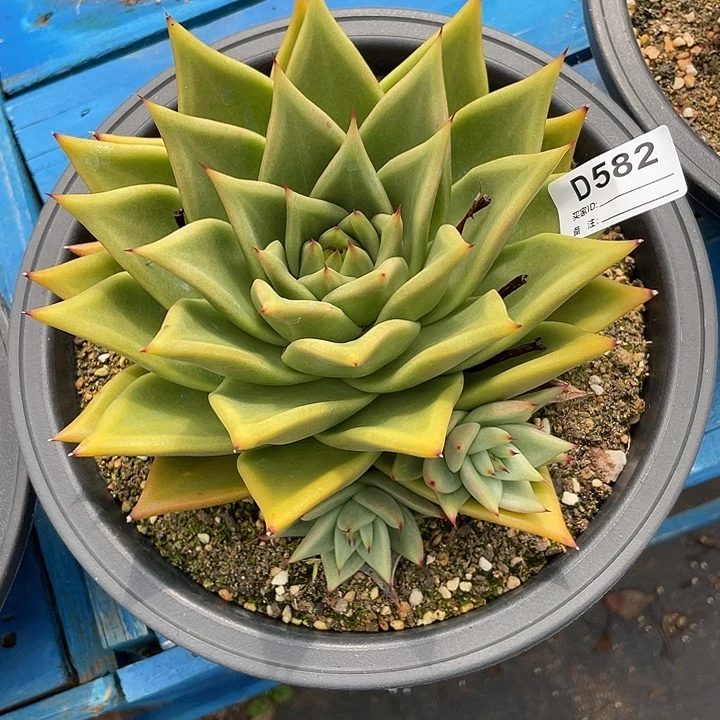 若如东云单拍D582