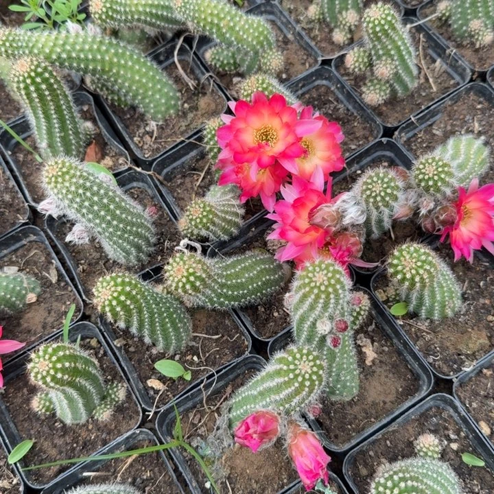 白檀仙人掌761单颗带跟