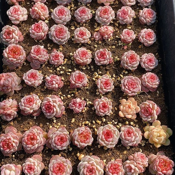 335 多肉植物盆栽花卉植物