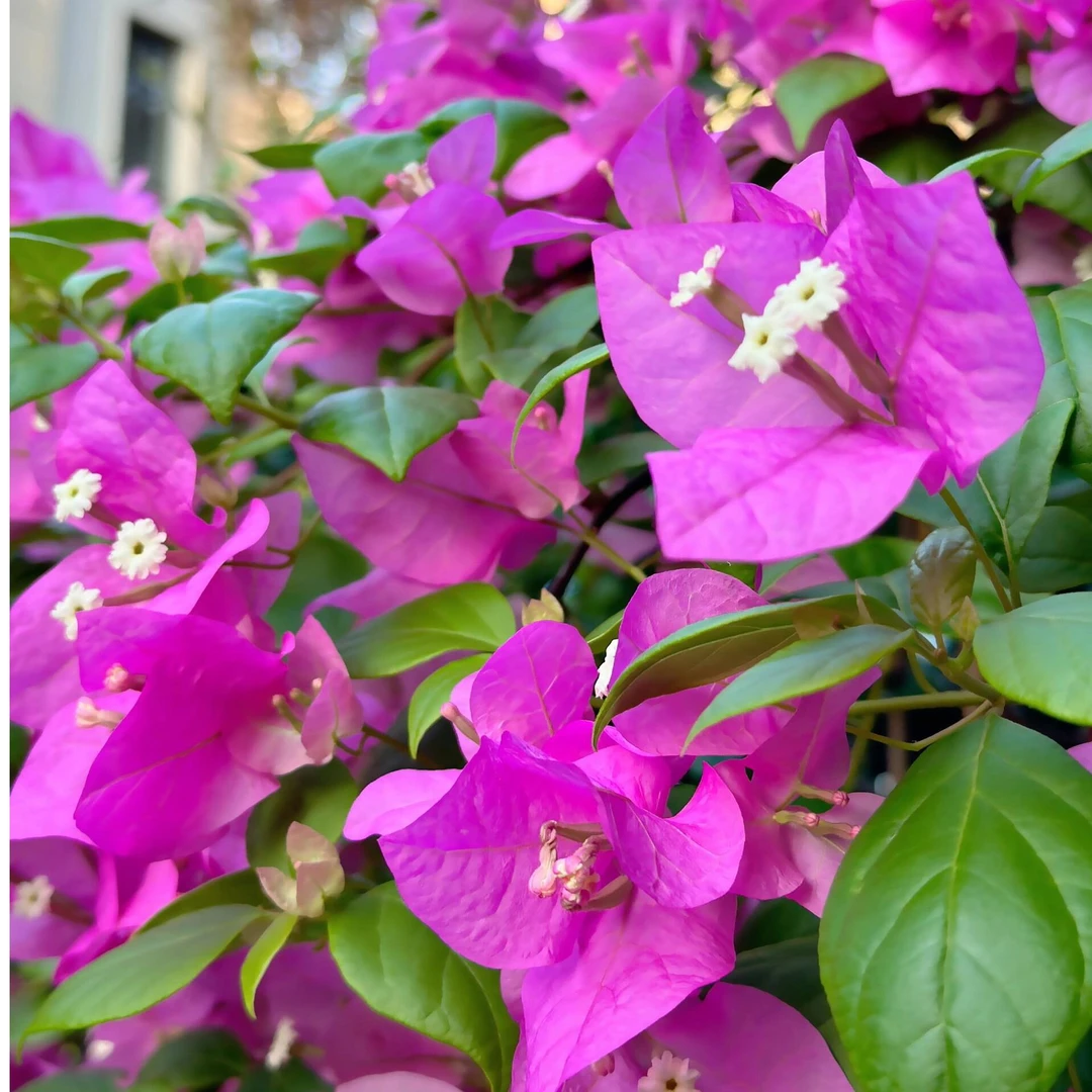 四季开花三角梅庭院盆栽易养爬藤植物（掉花落叶光杆正常介意勿拍）