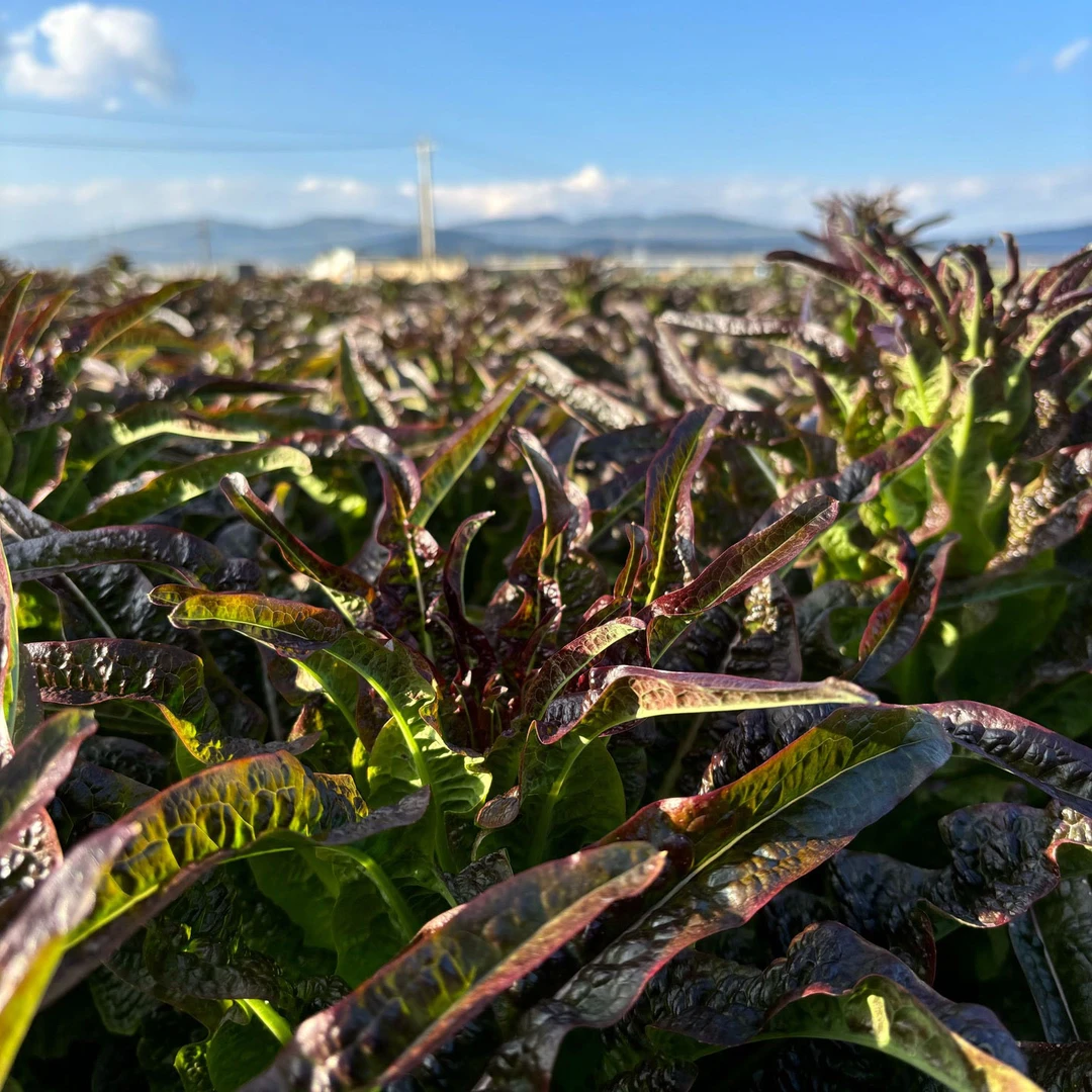【中通】云南露天种植新鲜紫叶莴笋农家香笋莴苣现摘现发