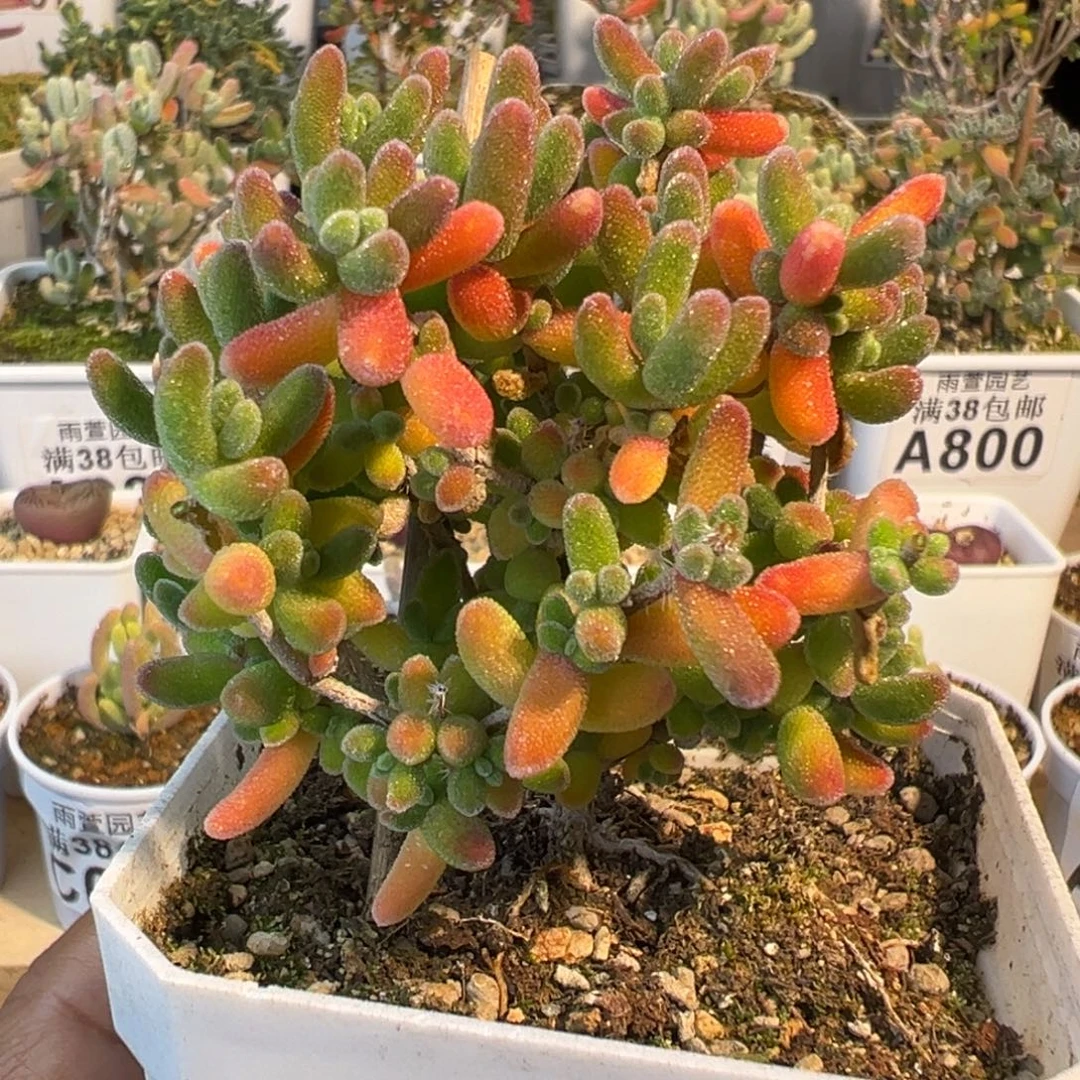 3-015枝干番杏多肉红叶优选七方盆2年老桩