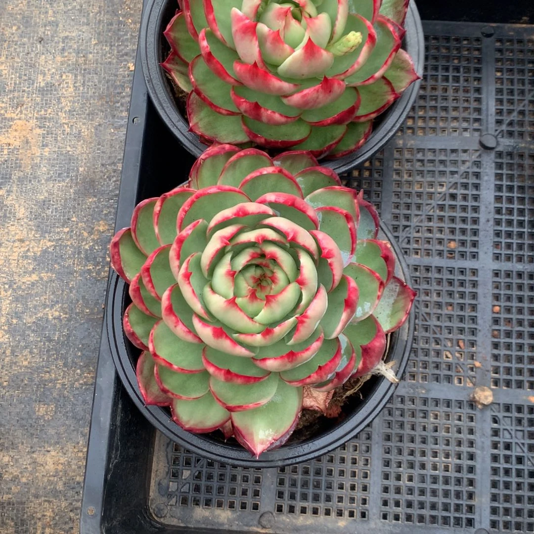 2597一物一拍2颗13厘米