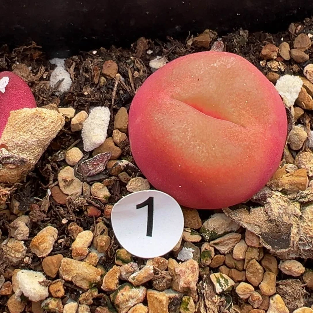 多肉植物11111111111111