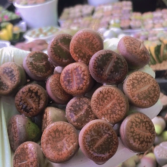 无花朵0243，18棵1.7厘米左右如图