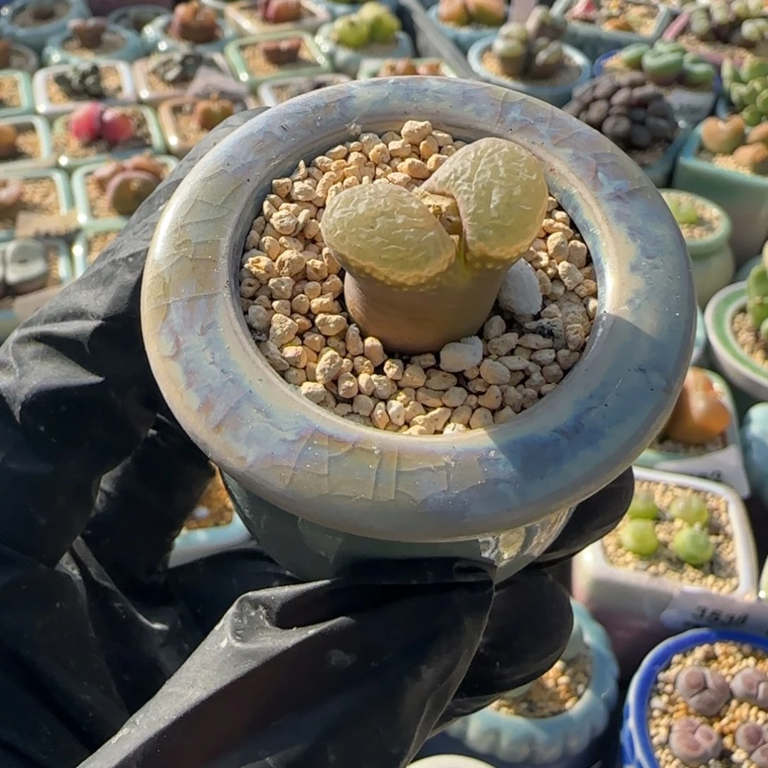 3758--一物一拍 带盆