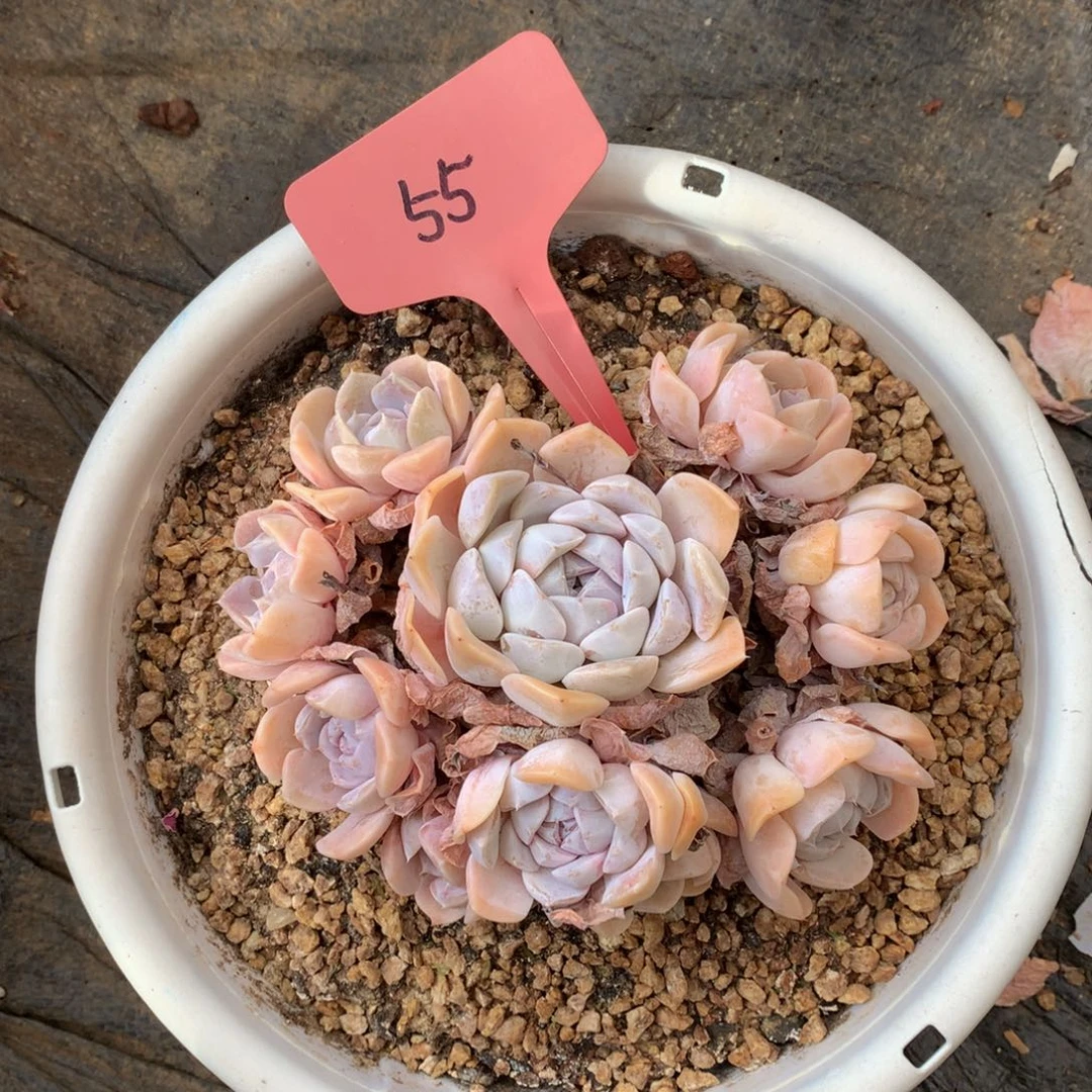 妙***贝汉堡卡包7272727272