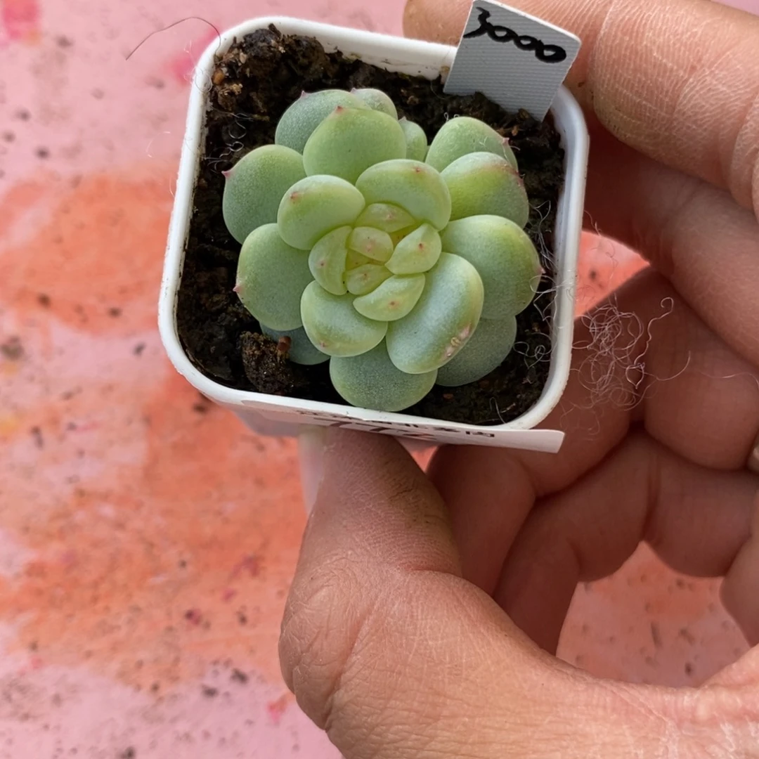 标签772甜心3000一个多肉