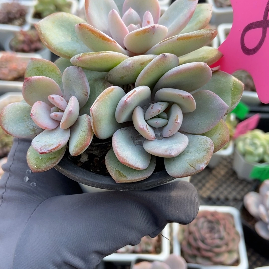 8奶茶多肉植物多肉