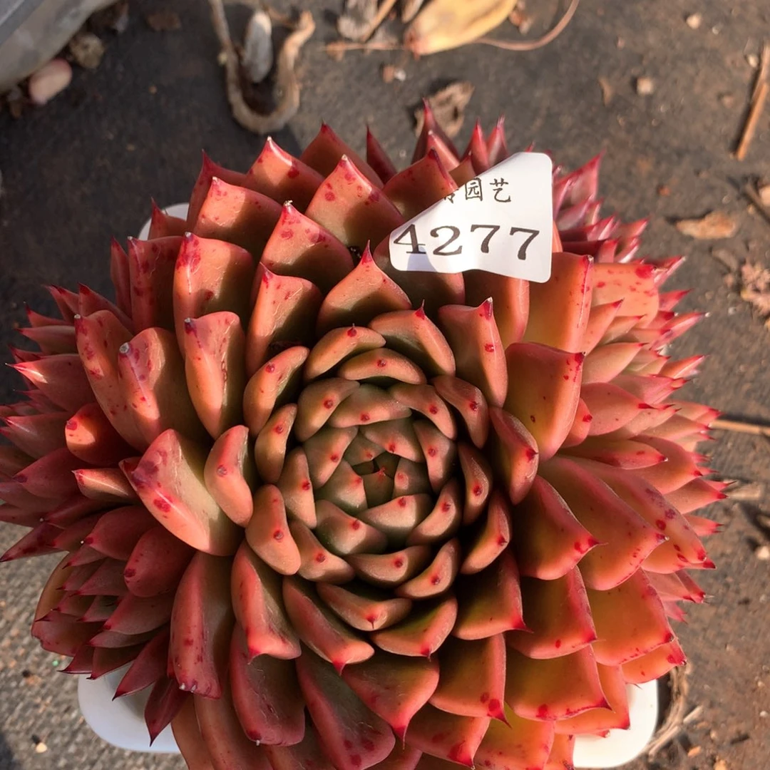4277杂交多肉植物