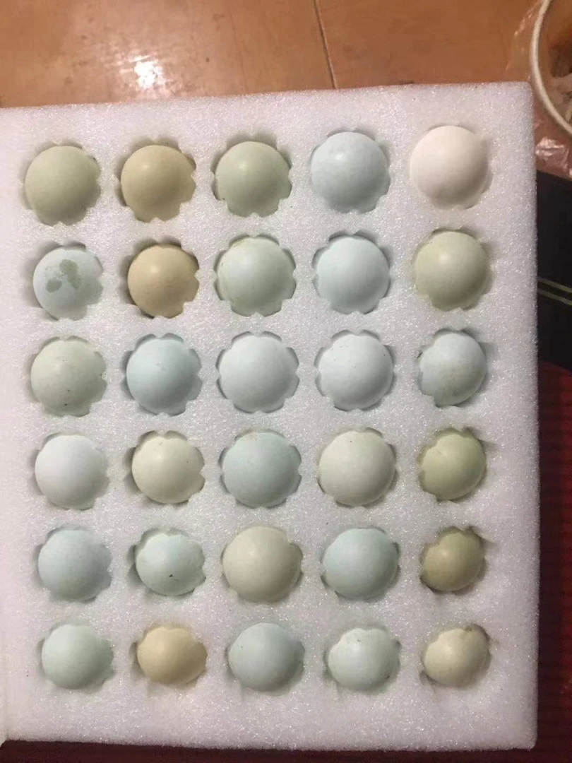 【农家土鸡蛋】山林散养土鸡蛋鸡蛋饱满