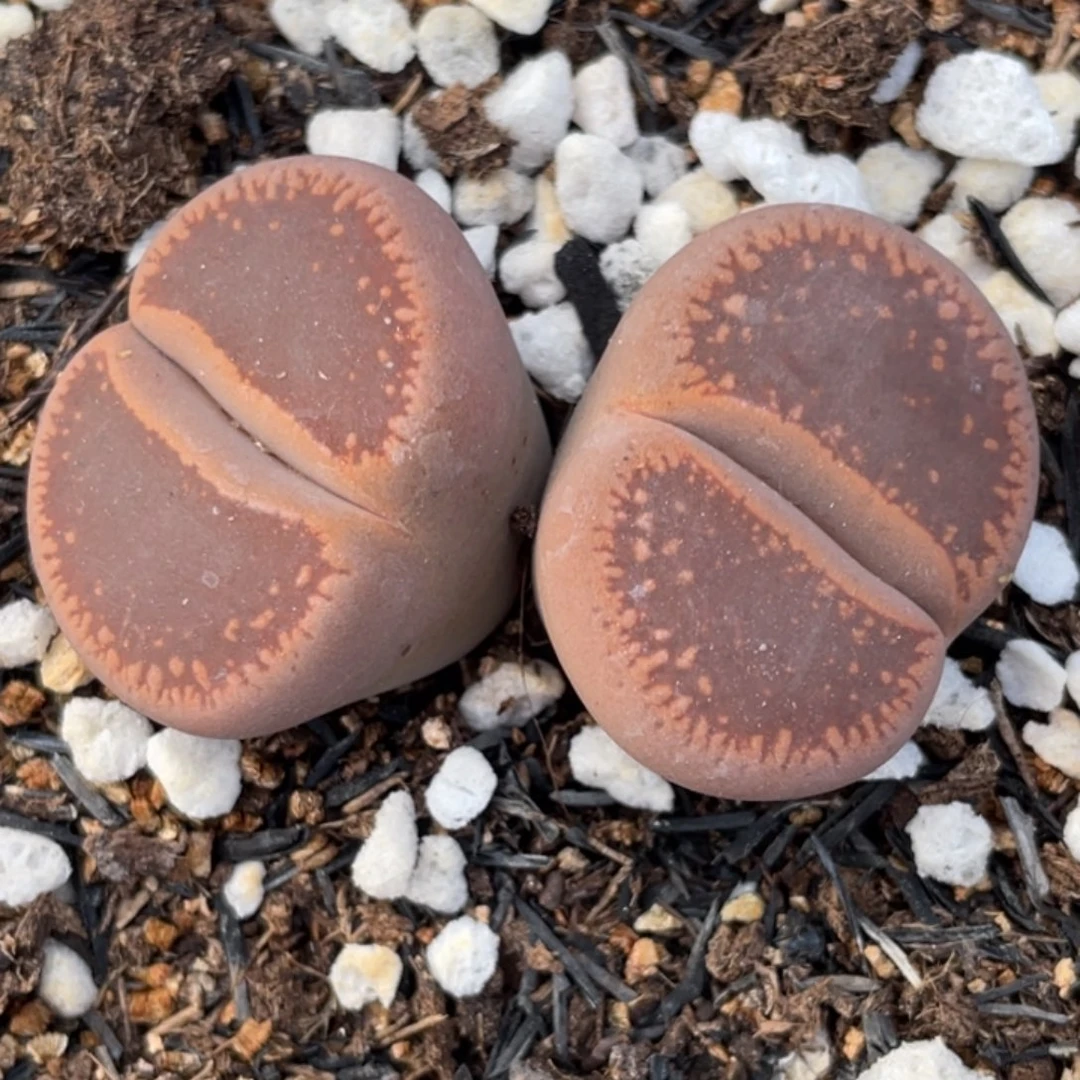 非偏远满20包邮145