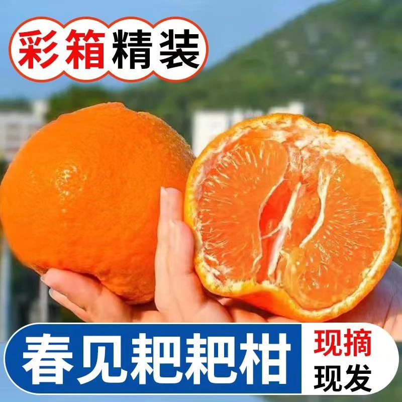 【直播专属】正宗四川春见耙耙柑新鲜应季水果