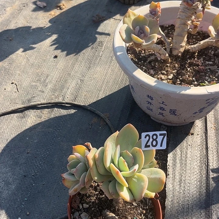 风***暖287不售后白凤脱土发货不退不换