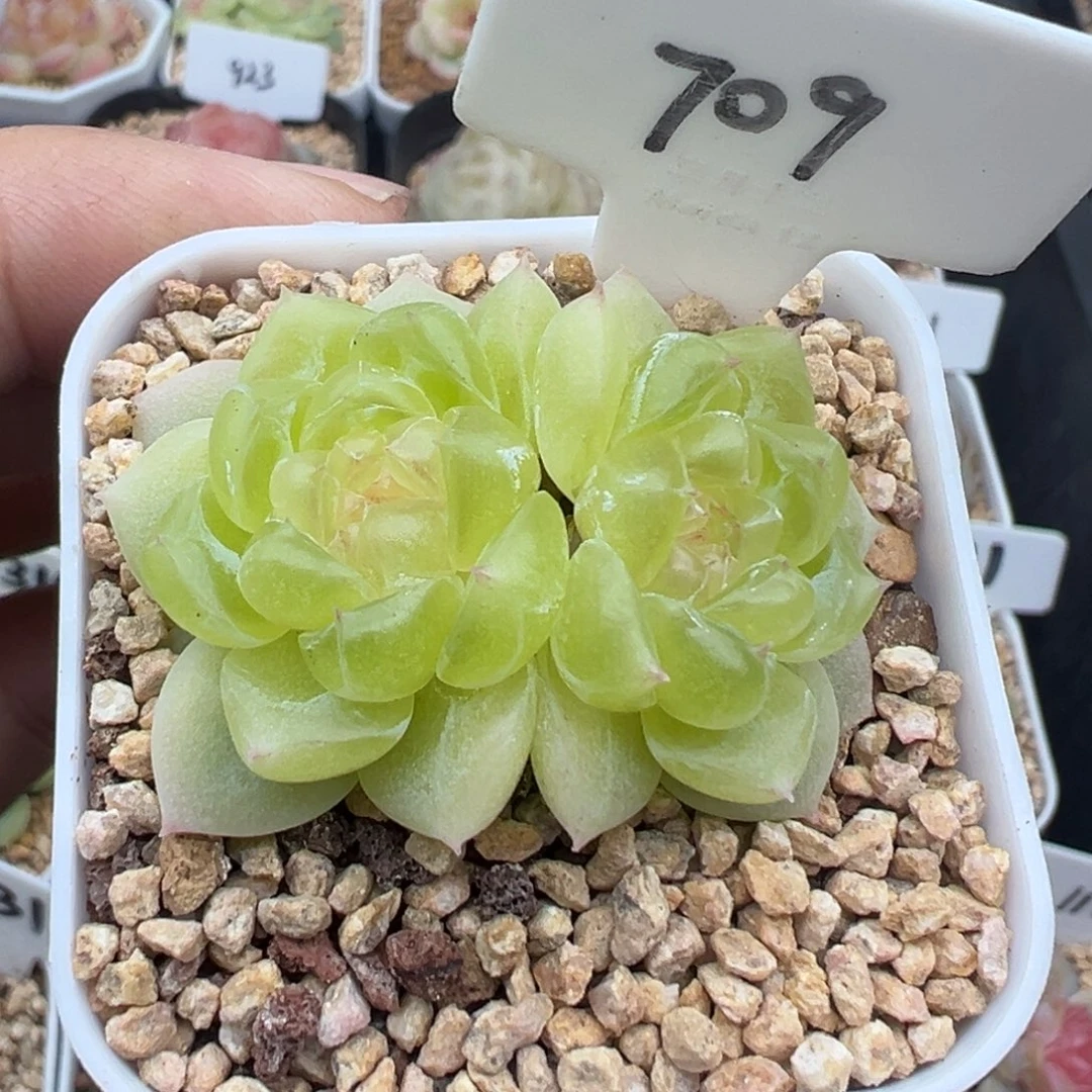 709号黄财 晗雨多肉