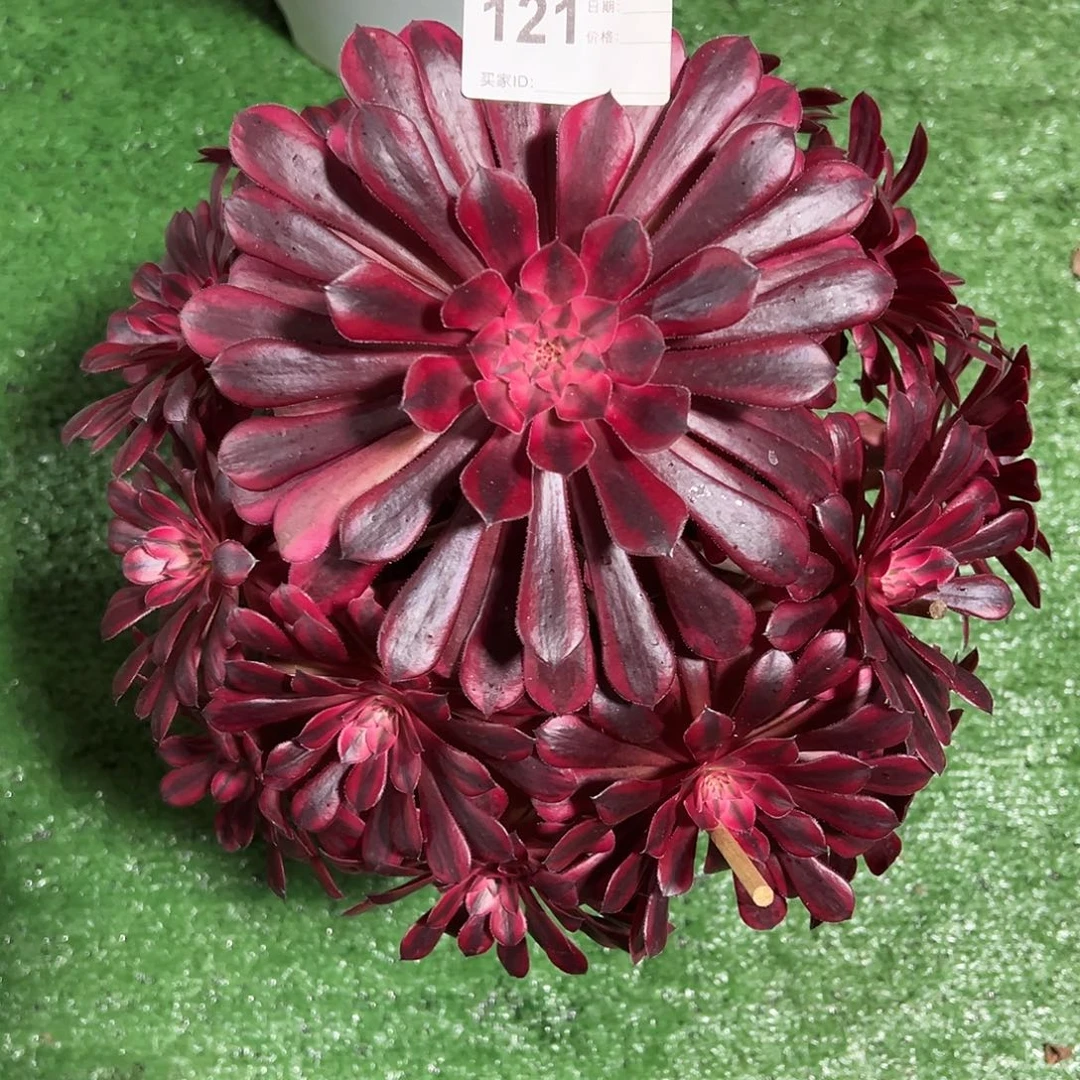 121黒桐白多肉法师植物