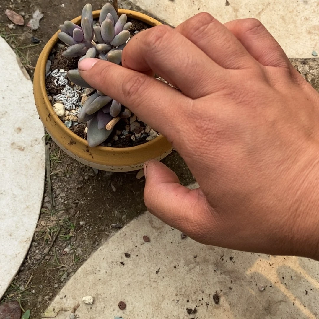 不*?多肉植物企鹅