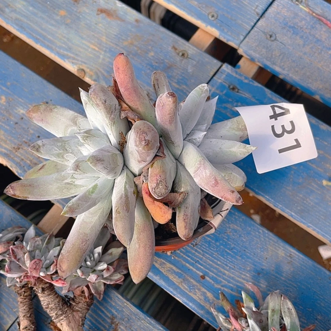 【闪购商品】拇指三头