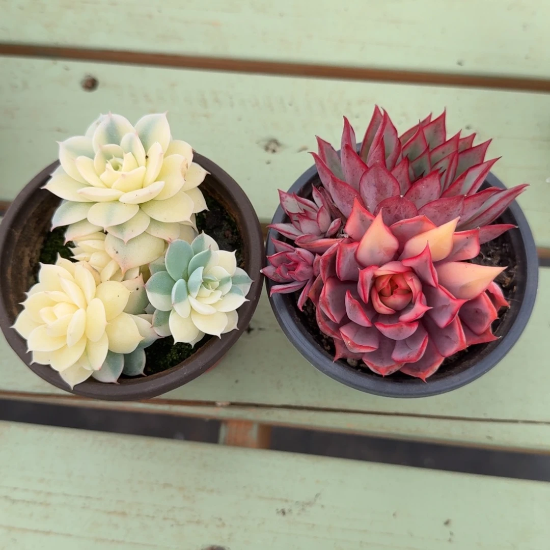 雪域白锦红宝莲灯锦