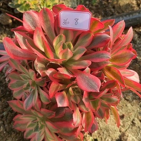 多肉植物粉女妖360