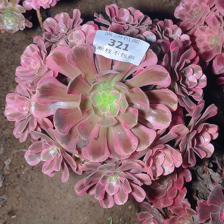 321美杜莎多肉植物