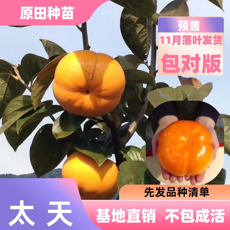 10棵 太天柿 裸根苗落叶发货(不包成活)