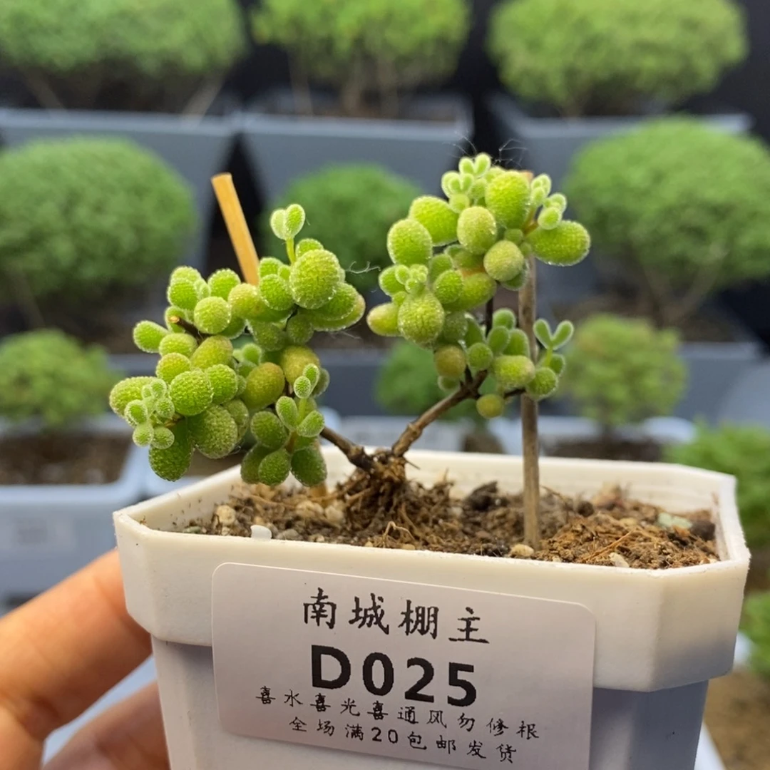 025翡翠枝干番杏