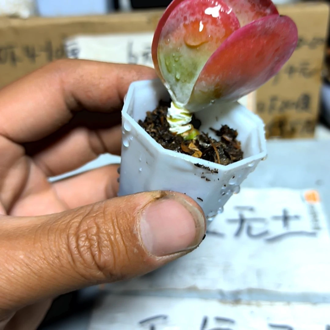 满6元包邮，唐印老苗