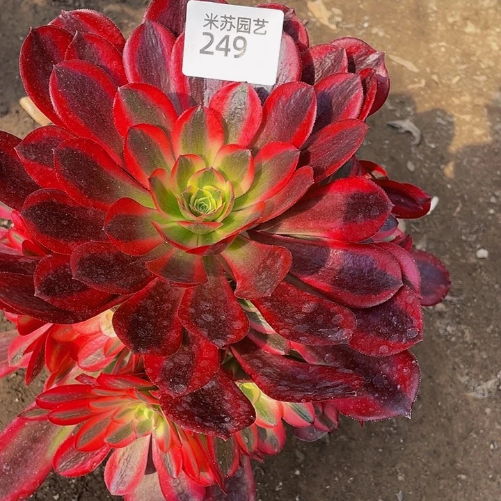 敏*乐249多肉植物的生长