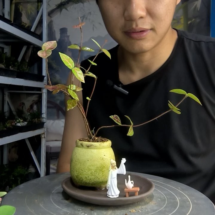 ꧁**꧂中青园艺一物一拍170