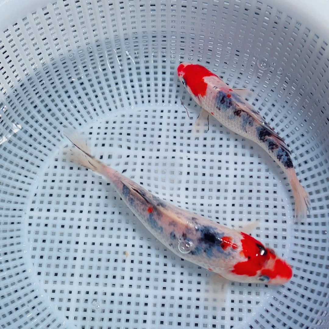 锦鲤锦鲤观赏鱼1111