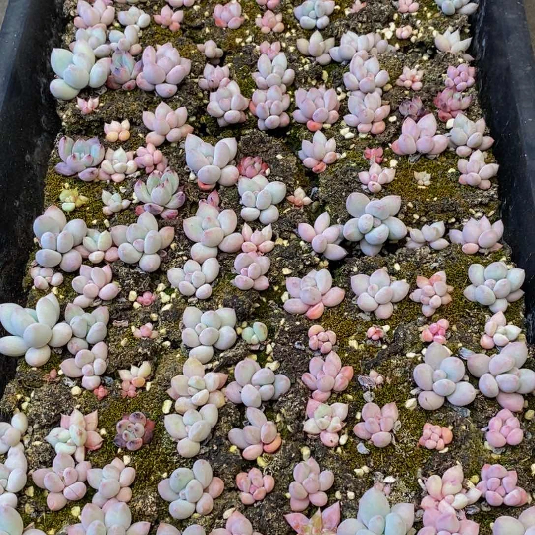 385多肉植物保护研究所所长