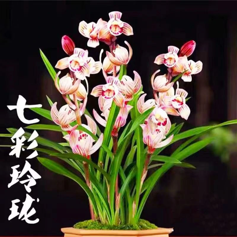 七彩玲珑建兰正品兰花浓香型花卉复色花一杆多花四季兰兰园兰花