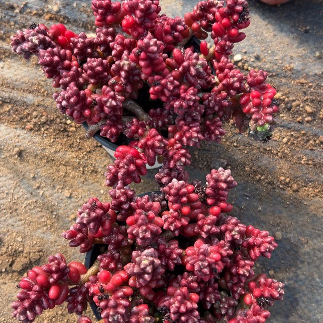 多肉植物中央音乐学院