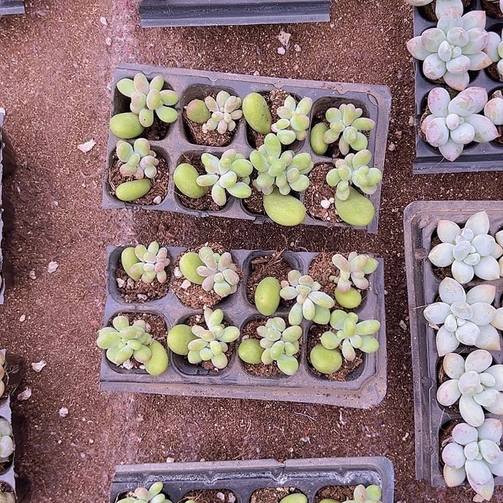 8颗一组芒果奶!!!!!!