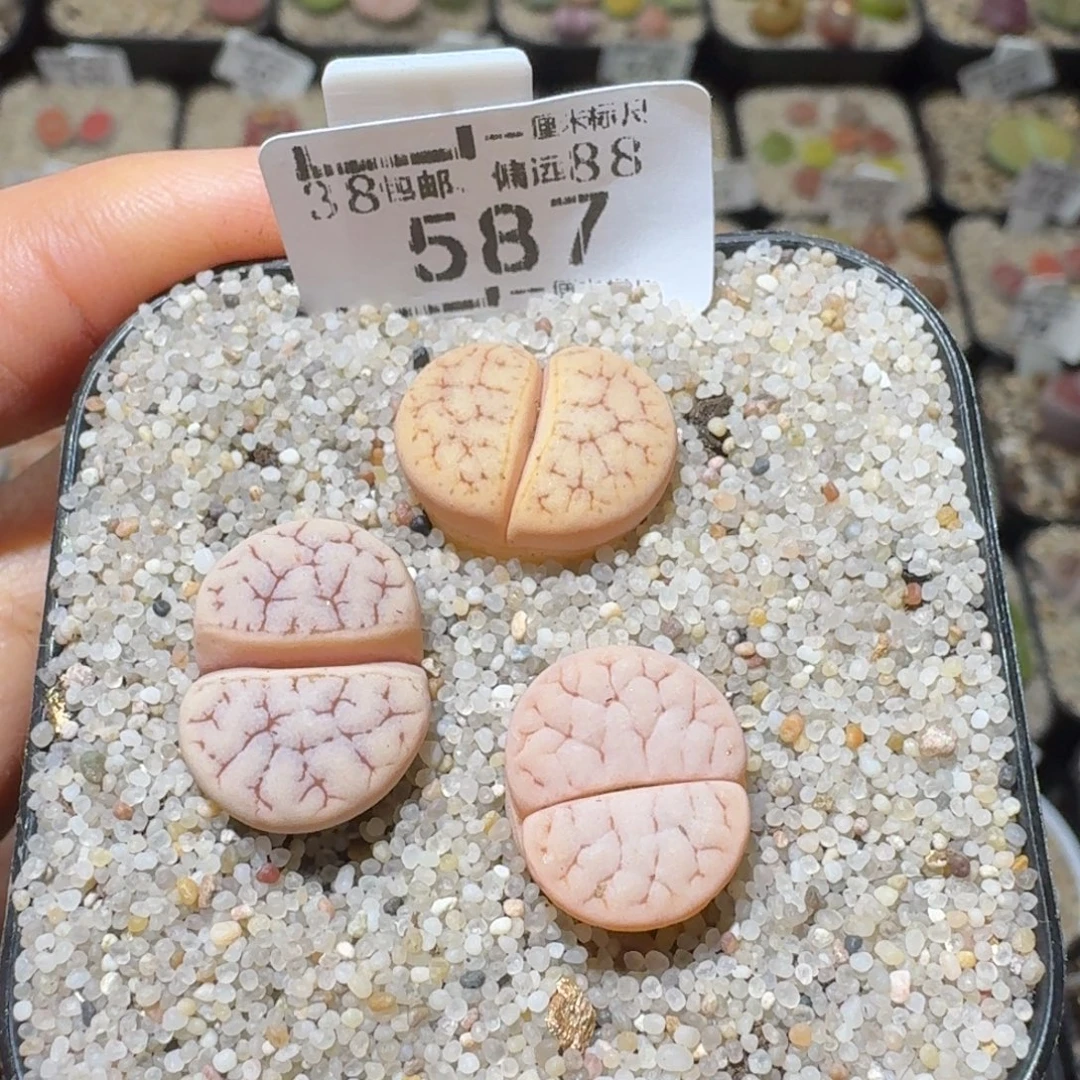 Ssss好货也清了587奶油色荒