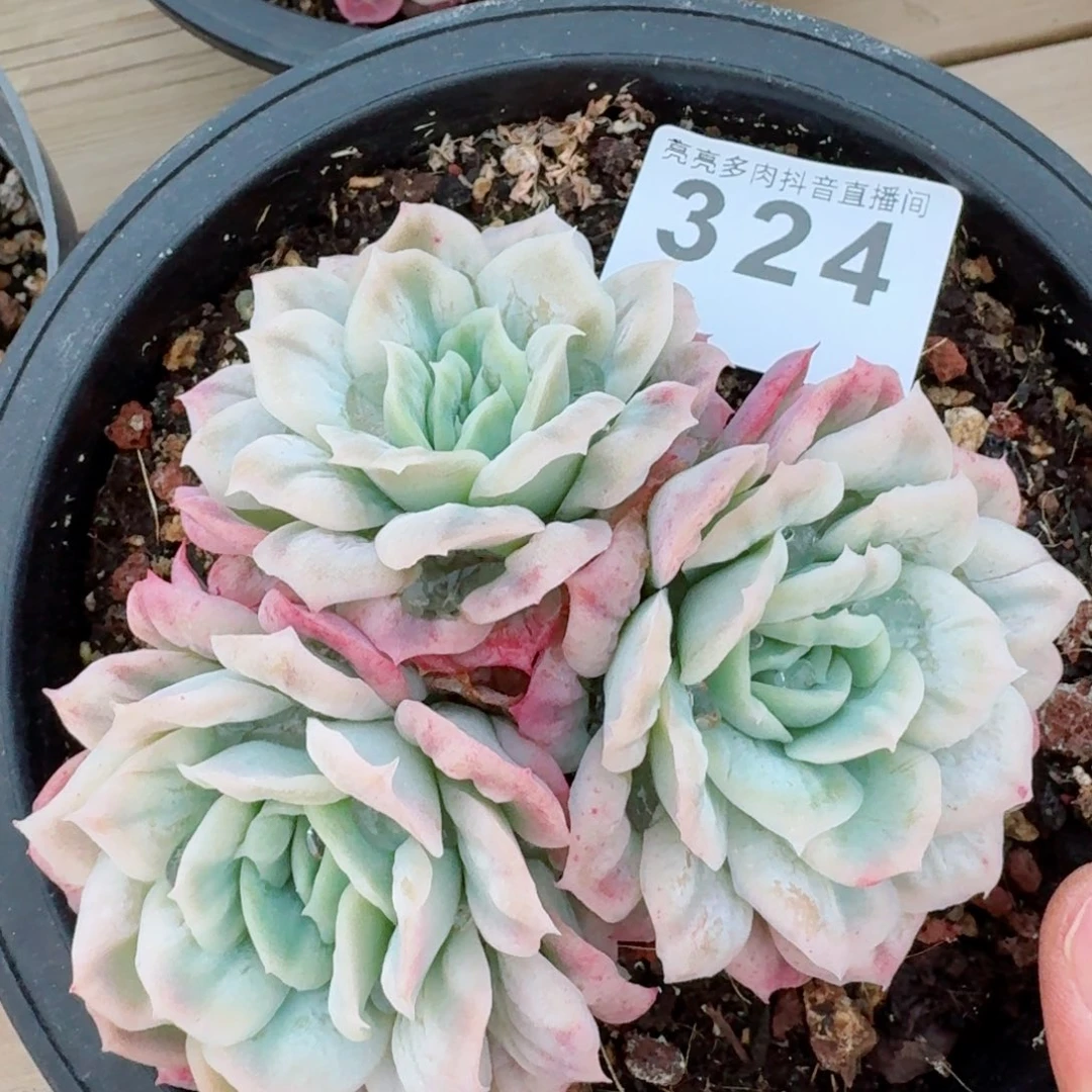 泡泡纱裙群生整装         精品多肉