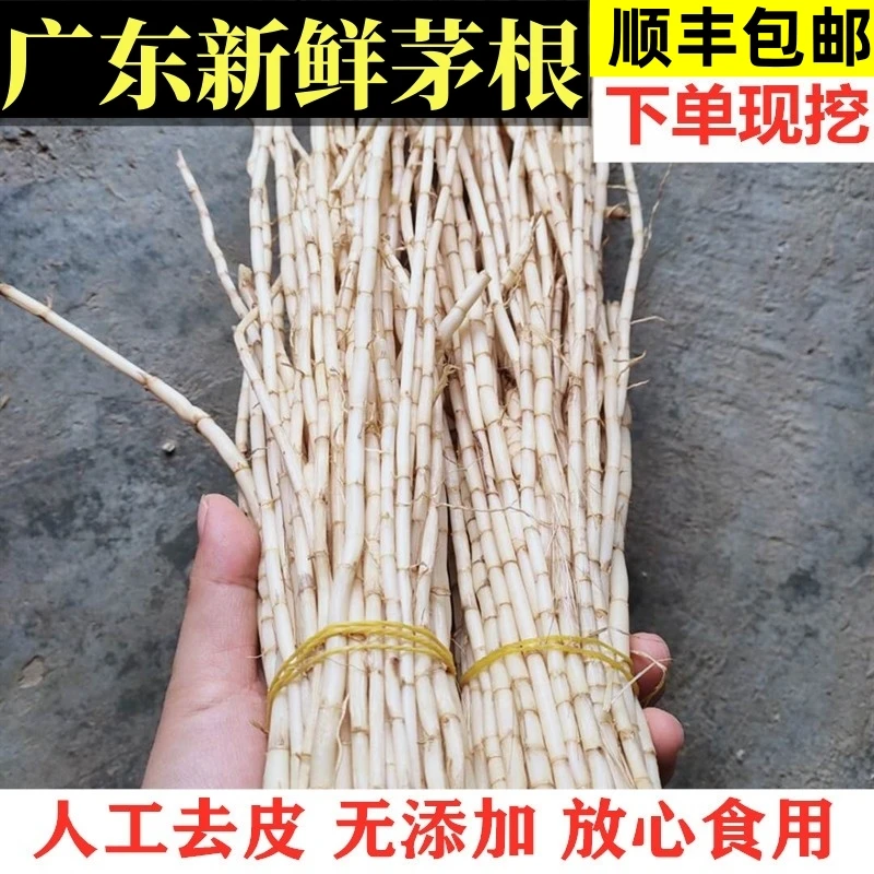 白茅根广东现挖毛草根茅根茅草根丝茅根茅根草新鲜甘蔗马蹄糖水
