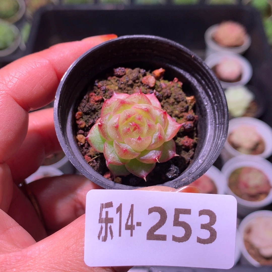 乐然14-253 海王单头