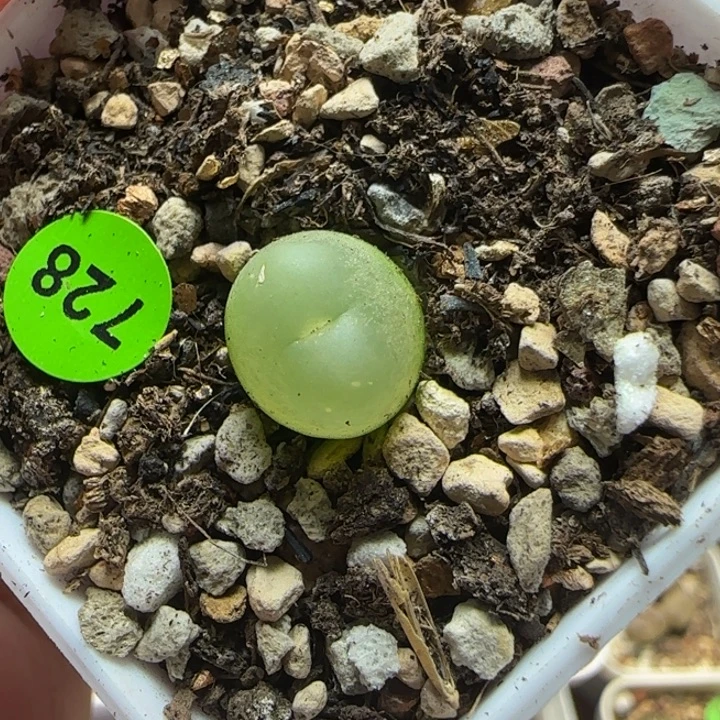 拉登1.1+多肉植物728