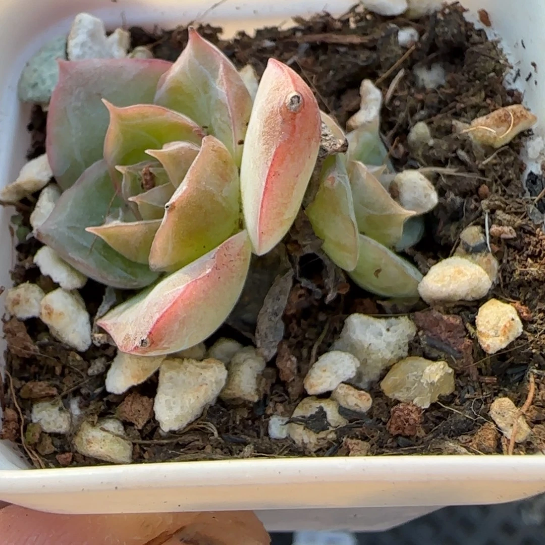 小卡拉米糖心一物一拍21-51