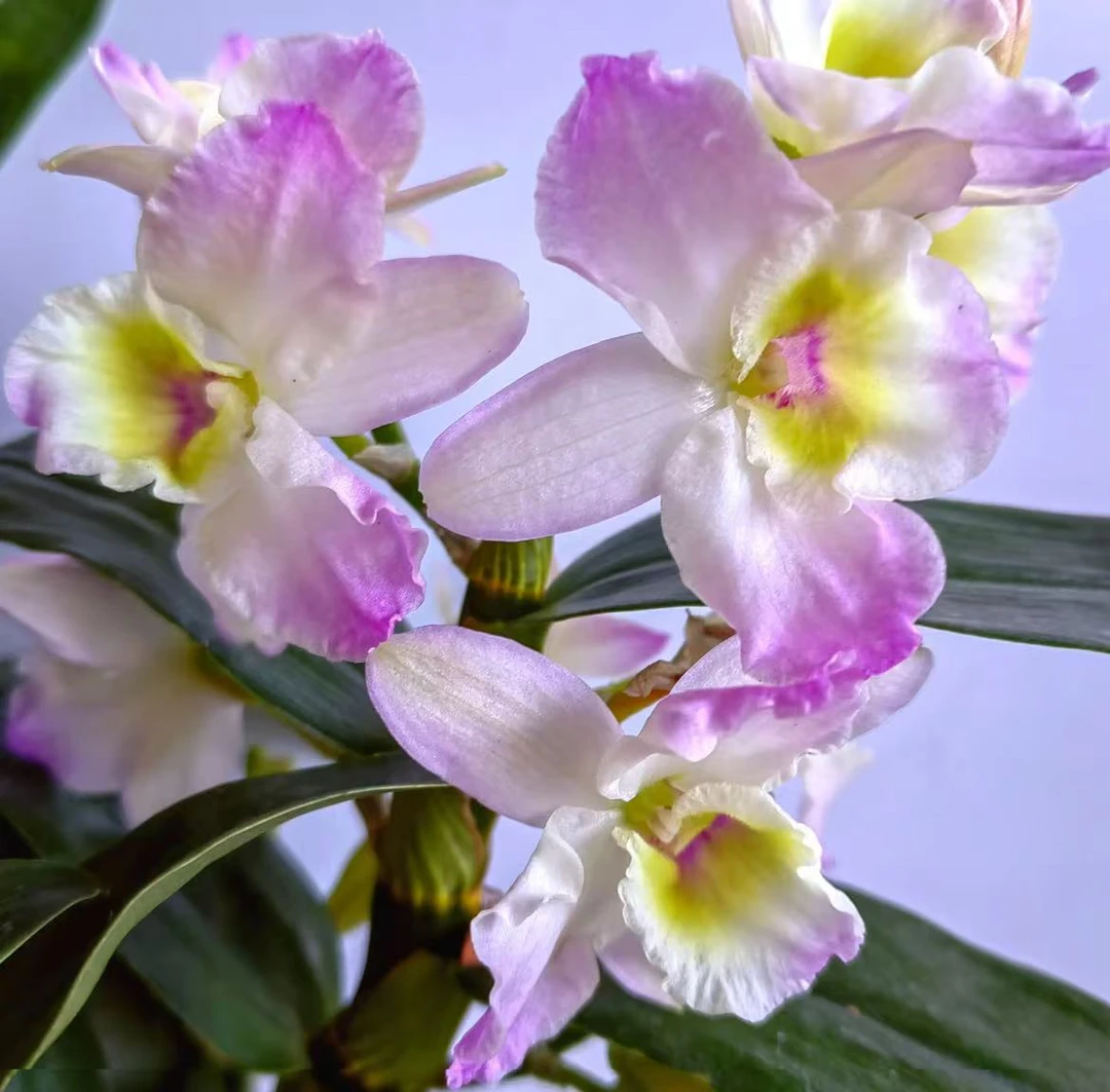 春石斛【天使2-3花条】兰花盆栽大花型粉色渐变清新仙气带花苞